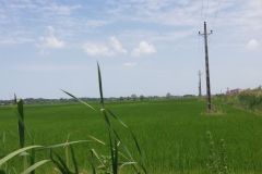 شالیزار هکتاری