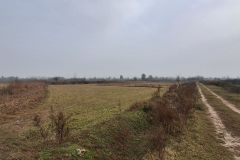 شالیزار هکتاری