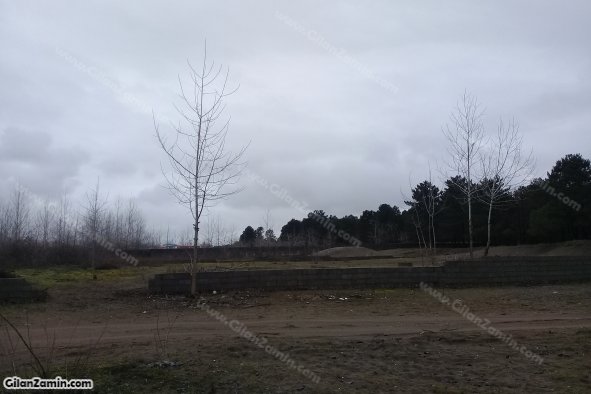 زمین چسبیده به جنگل کاج