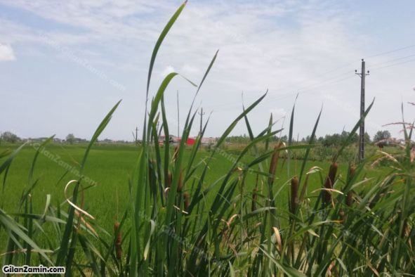 شالیزار هکتاری