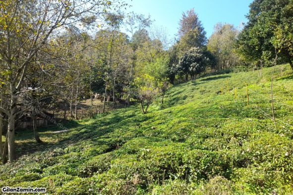 زمین کوهپایه