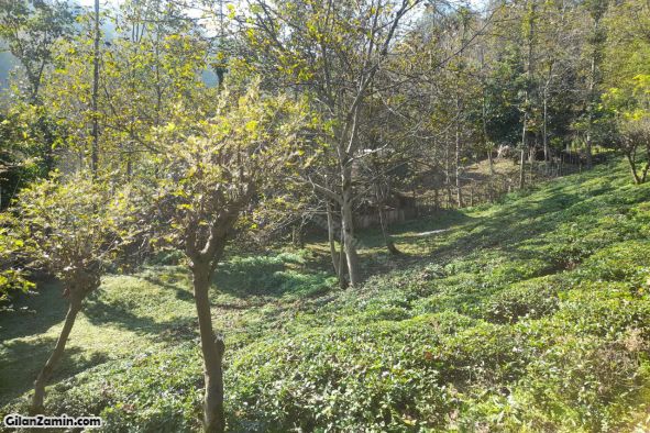 زمین کوهپایه