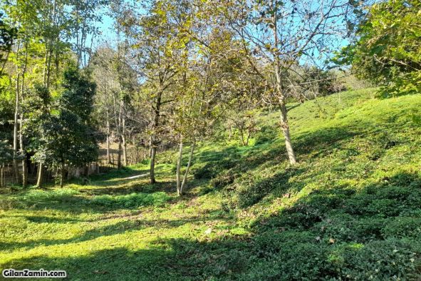 زمین کوهپایه