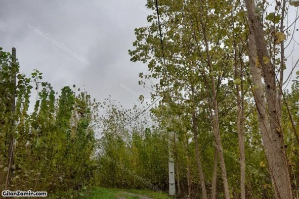 زمین روستایی رویایی