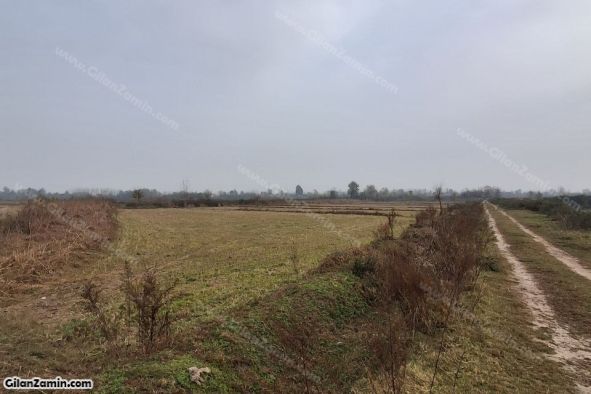 شالیزار هکتاری