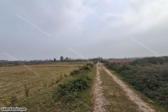 شالیزار هکتاری