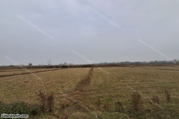 شالیزار هکتاری