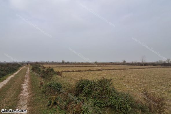 شالیزار هکتاری