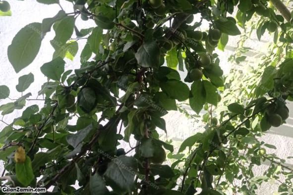 ویلای ساحلی بازسازی شده 2 خوابه پاسداران
